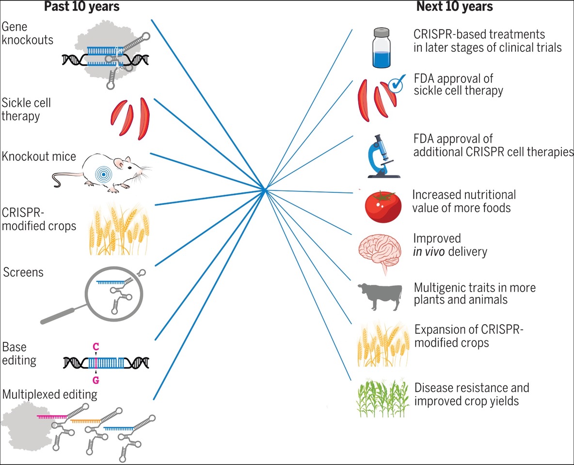 MIT Technology Review, Jan- 2024 names CRISPR among 10 Breakthrough Technologies that could have a real impact on our lives. Experts predict an IT-like economic boom scenario in 5-10 years.